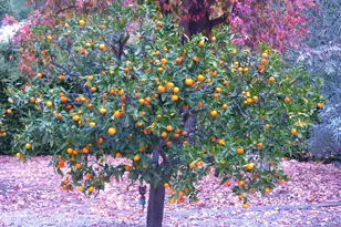 4744 Resmar Rd, La Mesa, CA 91941 - Photo 45