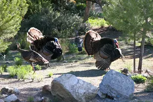 35109 Hwy 79, Warner Springs, CA 92086 - Photo 61