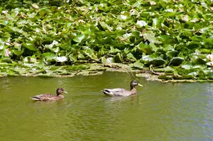 35109 Hwy 79, Warner Springs, CA 92086 - Photo 55