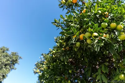  4141 Palomar Drive, Fallbrook, CA 92028 - Photo 65