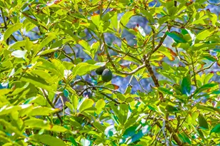 2854 Albatross St, San Diego, CA 92103 - Photo 33