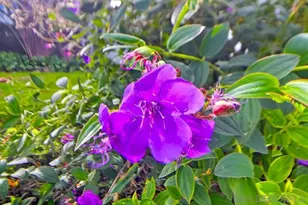 3039 Dumas St, San Diego, CA 92106 - Photo 61