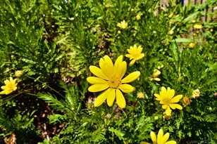 32137 Cerrada del Coyote, Warner Springs, CA 92086 - Photo 35