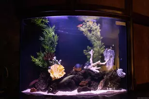 3921 Ocean Front Walk, San Diego, CA 92109 - Photo 13