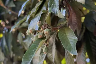 3280 Towser St, San Diego, CA 92123 - Photo 27