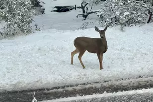 27720 Saunders Meadow Rd, Idyllwild, CA 92549 - Photo 53