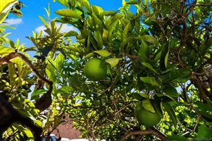 3612 Polk Ave, San Diego, CA 92104 - Photo 37