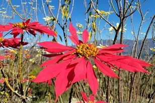 13155 McNally Rd, Valley Center, CA 92082 - Photo 57