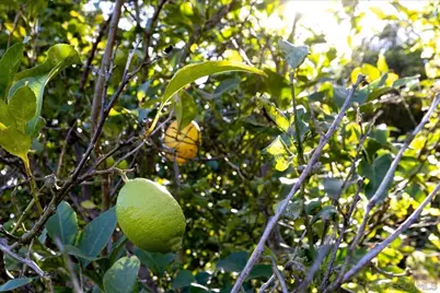  1109 Via La Cuesta, Escondido, CA 92029 - Photo 41