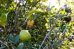 1109 Via La Cuesta, Escondido, CA 92029 - Photo 41