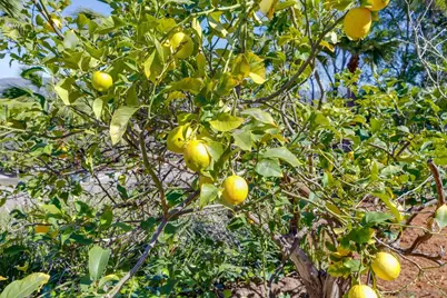  11205 Constellation Dr, El Cajon, CA 92020 - Photo 45