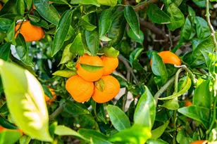 8434 Corte Fragata, San Diego, CA 92129 - Photo 31