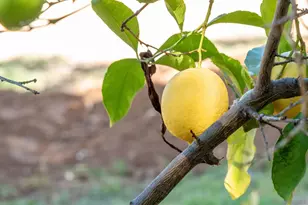 1322 Loma de Paz, Escondido, CA 92027 - Photo 65