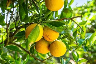 2403 Shamrock, San Diego, CA 92105 - Photo 29