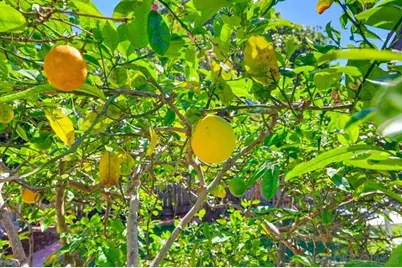  4335 Coronado Avenue, San Diego, CA 92107 - Photo 65