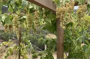 8209 Mesa, Santee, CA 92071 - Photo 33