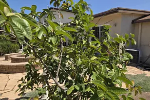 4820 51st, San Diego, CA 92115 - Photo 25