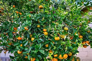 720 Fern St, Escondido, CA 92027 - Photo 27