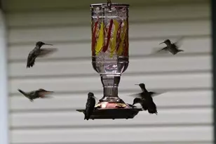 116 Dorothy Ln, Pickens, SC 29671 - Photo 43