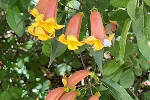 106 Stonegate Ct, Simpsonville, SC 29681 - Photo 13