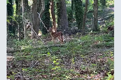 209 Gerald Drive, Simpsonville, SC 29681 - Photo 45