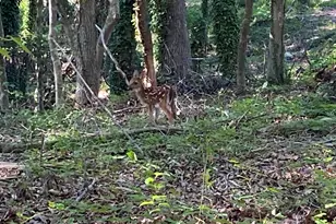 209 Gerald Dr, Simpsonville, SC 29681 - Photo 45