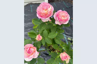 5 Rivereen Way, Simpsonville, SC 29680 - Photo 25