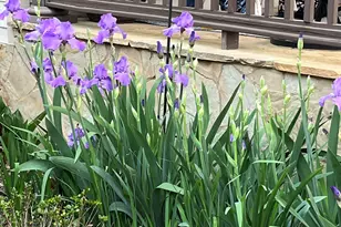 27 King Eider Way, Taylors, SC 29687 - Photo 49