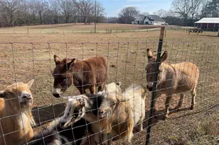 1739 Hwy 418, Pelzer, SC 29669 - Photo 45