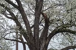 11 El Paso Dr, Greenville, SC 29617 - Photo 33