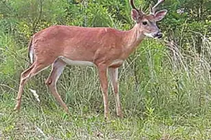 737 Lowrys Rd, Gaffney, SC 29340 - Photo 45