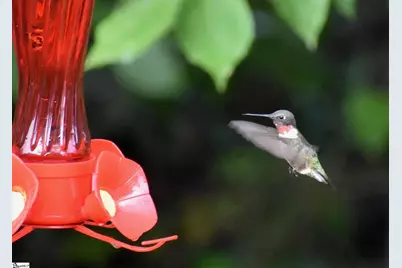 217 Meritta Trail, Greenville, SC 29615 - Photo 35