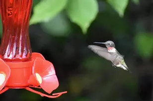 217 Meritta Trail, Greenville, SC 29615 - Photo 35