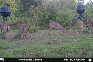 780 Oak Hill Ln, Belton, SC 29627 - Photo 37