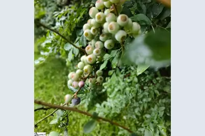 419 Wood Road, Taylors, SC 29687 - Photo 13