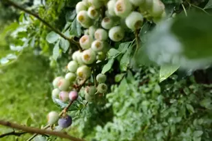 419 Wood Rd, Taylors, SC 29687 - Photo 13