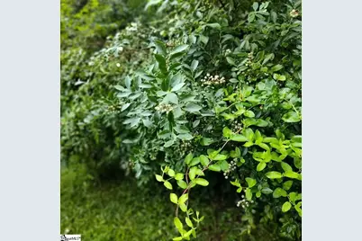 419 Wood Road, Taylors, SC 29687 - Photo 11