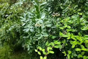 419 Wood Rd, Taylors, SC 29687 - Photo 11