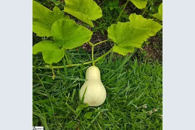 419 Wood Road, Taylors, SC 29687 - Photo 15