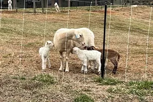 665 Oconee Creek Rd, Walhalla, SC 29691 - Photo 43