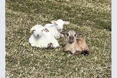 665 Oconee Creek Road, Walhalla, SC 29691 - Photo 43