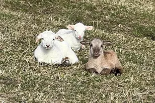 665 Oconee Creek Rd, Walhalla, SC 29691 - Photo 43