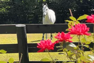 1240 1241 1242 SE Audubon Dr, Aiken, SC 29803 - Photo 31