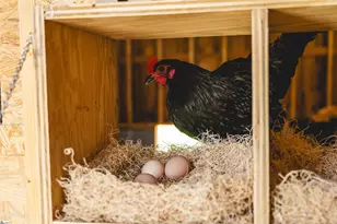 403 Mountain Top Trail, Easley, SC 29640 - Photo 47