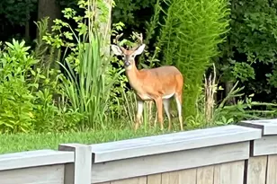 5 Chestnut Hill Pl, Simpsonville, SC 29680 - Photo 31