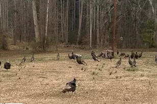 303 Horse Creek Rd, Chesnee, SC 29323 - Photo 41