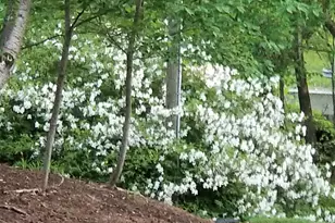 4 Creekside Way, Greenville, SC 29609 - Photo 5