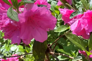 340 Ferndale Dr, Boiling Springs, SC 29316 - Photo 41