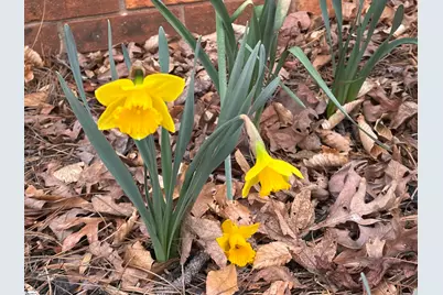 340 Ferndale Drive, Spartanburg, SC 29316 - Photo 39