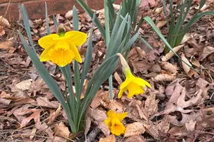 340 Ferndale Dr, Boiling Springs, SC 29316 - Photo 39